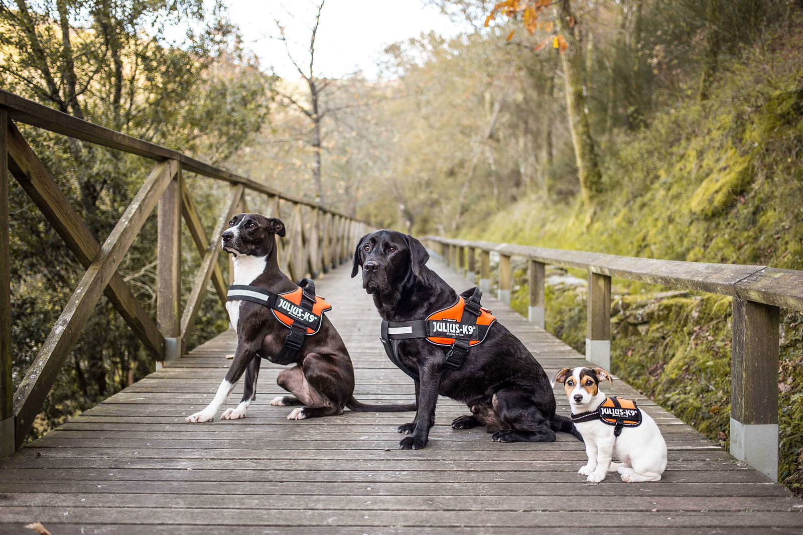 IDC® Powerharness - UV Orange - JULIUSK9® CANADA
