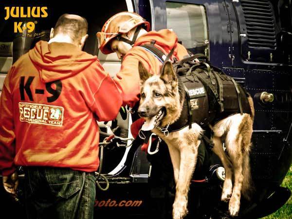 Julius-K9 Rappelling and Carrier Harness - JULIUSK9® CANADA