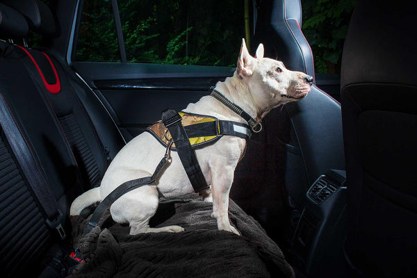 Julius-K9 Seat Belt Connector Dogs Up To 55 Lbs/25 Kg Safety Seat Belt - JULIUSK9® CANADA