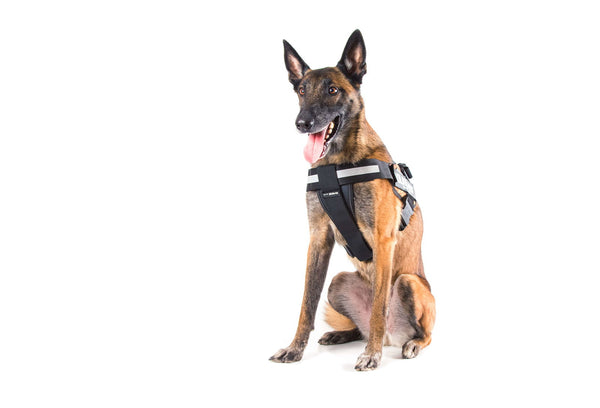 Julius K9 IDC Chest Pad - JULIUSK9® CANADA