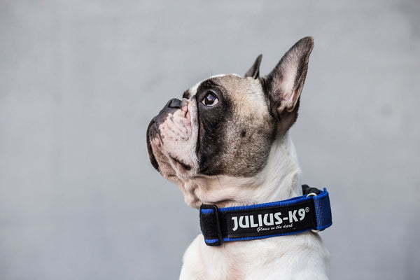 Large Collar with handle and safety lock- 50mm Thick - JULIUSK9® CANADA