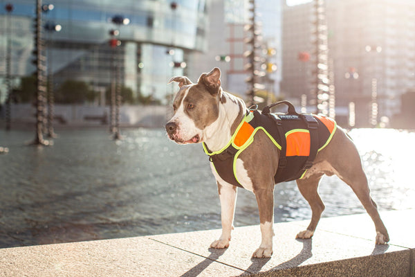 LifeJacket - Multifunctional Dog Vest - JULIUSK9® CANADA