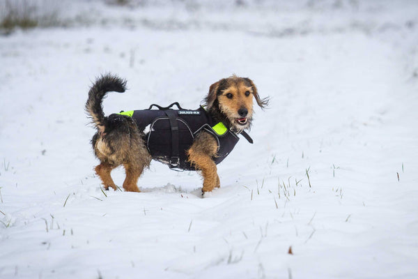 LifeJacket - Multifunctional Dog Vest - JULIUSK9® CANADA