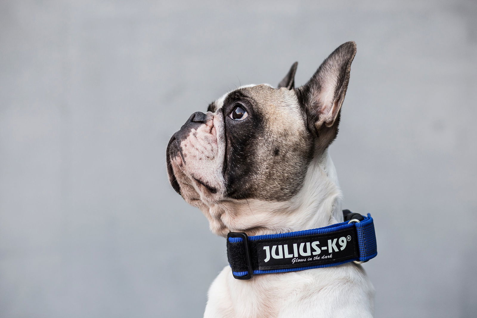 Medium Collar with handle and safety lock - 40mm Thick - JULIUSK9® CANADA