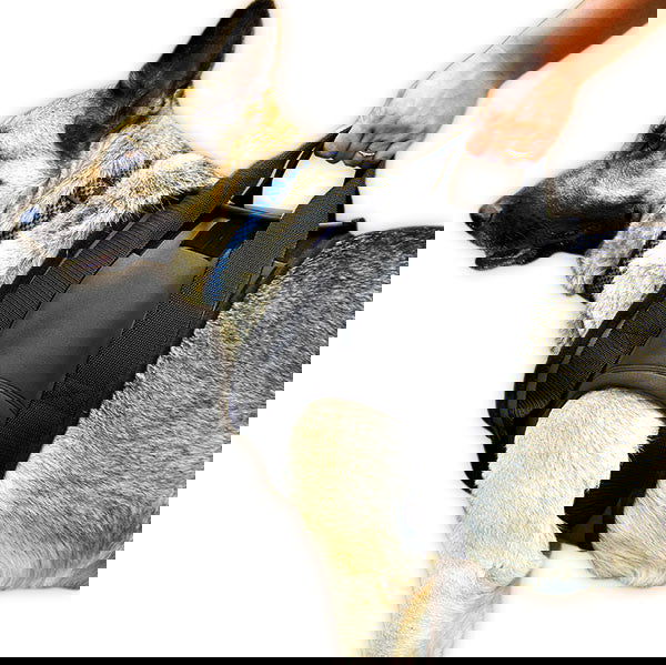 Rehabilitation Therapy harness – Front JULIUSK9® CANADA