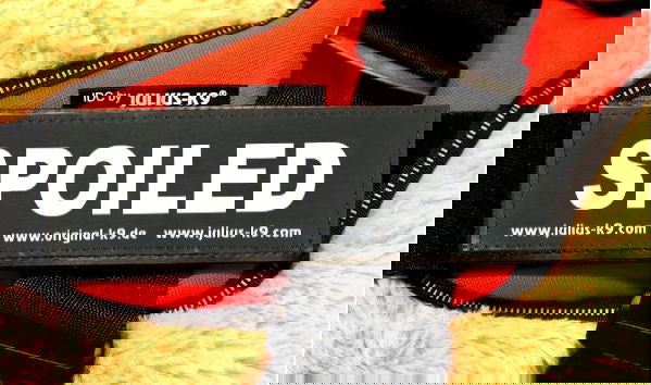 "SPOILED" Large / Small Harness Labels - Set of 2 Labels / patches - JULIUSK9® CANADA