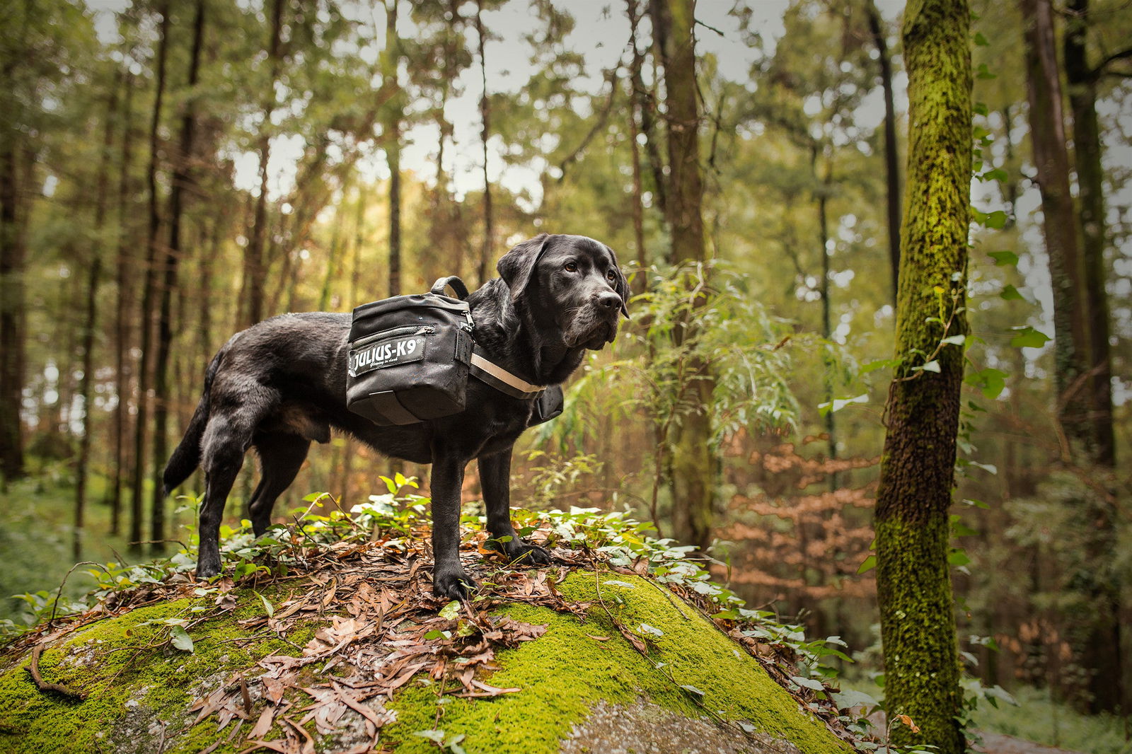 Dog Backpack Julius K9 Saddlebags Service Dog Saddle Bag Packs