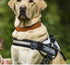 files/TrackiPet_GPS_Tracker_for_Pets_-_JULIUSK9_CANADA-5954684.jpg