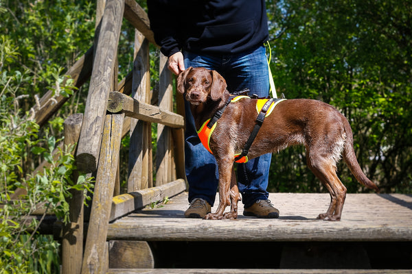Mantrailing Dog Harness - UV Orange - Large & X Large - JULIUSK9® CANADA