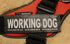 "Working Dog" Large Harness Labels - Set of 2 Labels / patches - JULIUSK9® CANADA