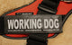 "Working Dog" Large Harness Labels - Set of 2 Labels / patches